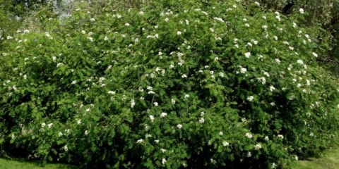 Plačući rowan: fotografija kako napraviti